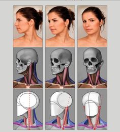 a woman's head and neck are shown with the muscles highlighted in different directions