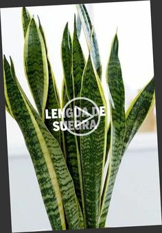 there is a green plant with white stripes on it's leaves and the words legendde subra above it