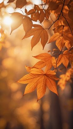 the sun shines through some leaves in this photo, which looks like they are changing colors