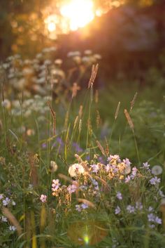 the sun shines brightly behind wildflowers and grasses in a grassy field at sunset