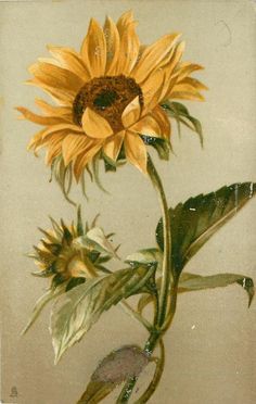 a painting of a sunflower on a white background