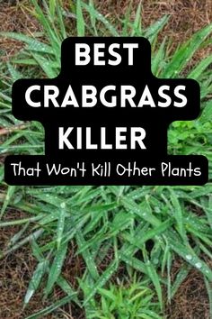 crabgrass killer How To Kill Crabgrass In Lawn, Leveling Yard, Lawn Care Diy, Kill Grass, Common Lawn Weeds, Lawn Renovation, Potato Tower