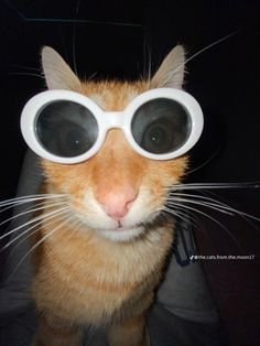 an orange and white cat wearing goggles on it's head, looking at the camera