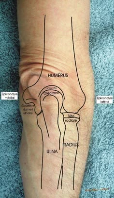 a diagram of the human knee with labels on it