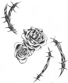 a drawing of two roses on barbed wire