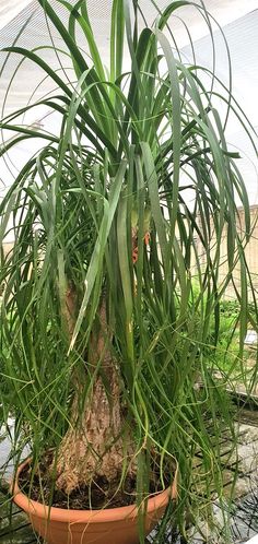 a potted plant with lots of green plants growing out of it's sides