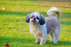 a small white and gray dog standing on top of a lush green grass covered field