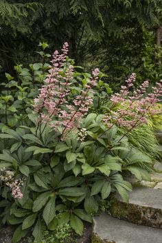 some pink flowers and green leaves on the ground near stone steps in front of trees