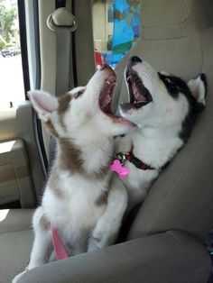 two dogs are sitting in the back seat of a car and one is yawning