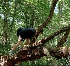 a man climbing up a tree branch in the woods