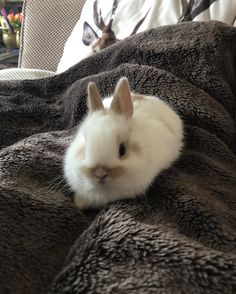 a white rabbit sitting on top of a blanket