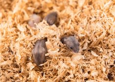 three small mice sitting on top of wood shavings