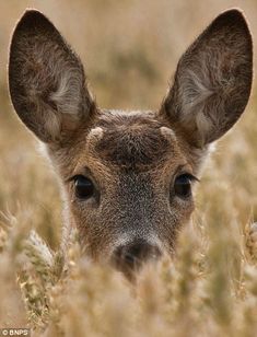 a close up of a deer's face in the tall grass looking at the camera