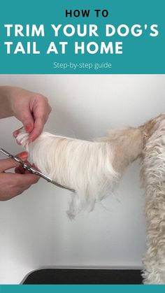 a person cutting a dog's hair with the title how to trim your dog's tail at home