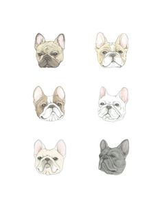 four different types of french bulldogs