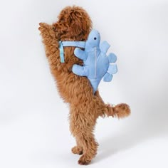 a brown dog carrying a stuffed toy fish on its back with it's paws