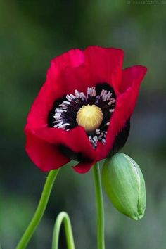 a close up of a red flower with green stems