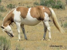 a brown and white horse grazing on dry grass