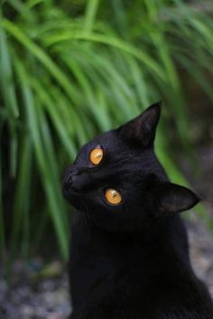 a black cat with yellow eyes sitting in front of some green plants and grass, looking up at the sky