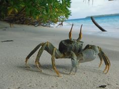 a close up of a crab on a beach near the ocean