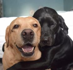 two black and brown dogs laying next to each other