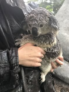 Koala bear 
Wet koala bear 
Koala 
Australia 
Little animals Wet Koala, Cute Koalas, Cute Koala, Silly Animals, Cute Animal Pictures