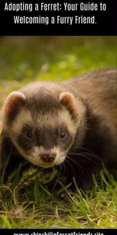 an animal that is standing in the grass with its head on it's paws