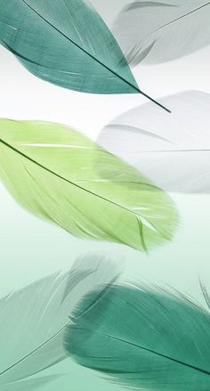 three green and white feathers floating in the air