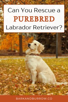 a dog sitting in leaves with the words can you rescue a purebred labrador retriever?