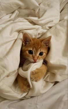 an orange kitten peeking out from under a white blanket