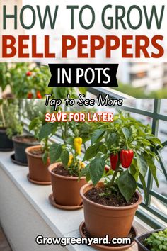 how to grow bell peppers in pots on a balcony or patio with text overlay that reads, how to grow bell peppers in pots