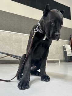 a large black dog sitting on top of a white tile floor next to a wall