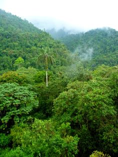 the trees in the forest are covered with mist