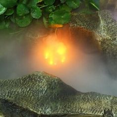 a close up of an animal in a foggy area with trees and plants behind it