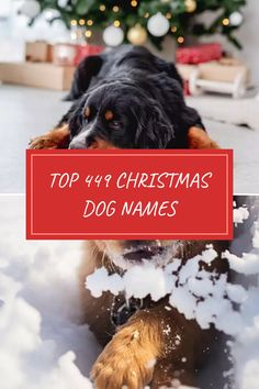 Explore the top 449 Christmas dog names, showcased alongside a Bernese mountain dog lounging happily in front of a beautifully decorated Christmas tree.