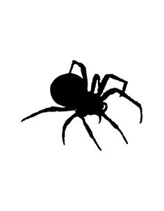 a spider silhouetted against a white background