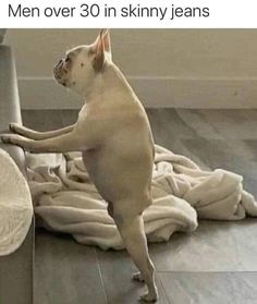 a dog standing on its hind legs in front of a pile of blankets