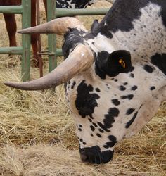 a black and white cow with long horns standing in hay next to a metal fence