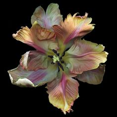 a close up of a flower on a black background with the petals still blooming