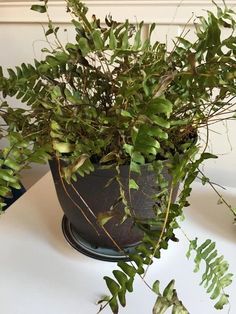 a potted plant sitting on top of a table