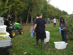 several people in the grass with buckets and some trees behind them, one person is picking grapes