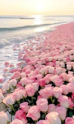 pink roses are growing on the beach near the water's edge as the sun sets