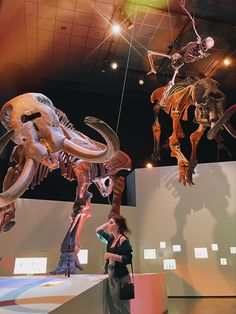 two people looking at dinosaur skeletons hanging from the ceiling