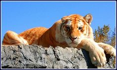 an orange tiger laying down on top of a stone wall with its paw hanging out