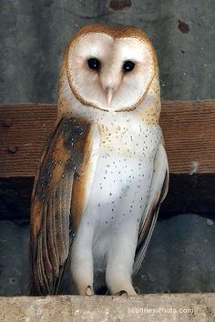 an owl sitting on top of a wooden bench