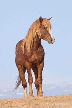 a brown horse standing on top of a sandy hill