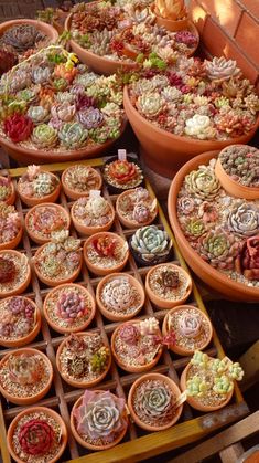 many different types of succulents in clay pots