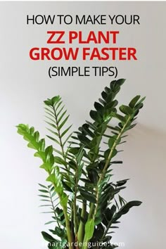 a potted plant with the words how to make your zz plant grow faster simple tips