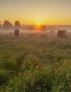 cows are grazing in the foggy field as the sun rises over the trees and grass