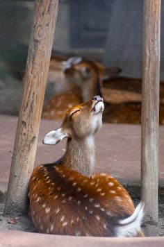 a small deer is sitting under some wooden poles and looking up at something in the air